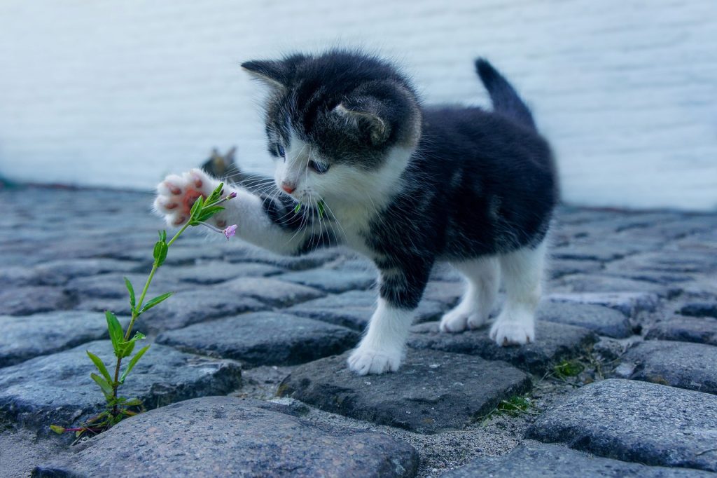 День милого котенка